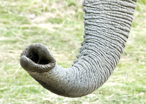 Fototapeta African Elephant trunk close up