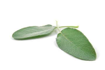 Due foglie di salvia