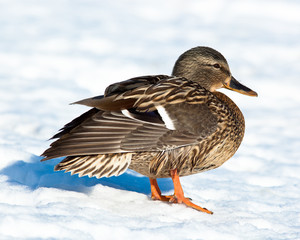 Mallard, Anas platyrhynchos