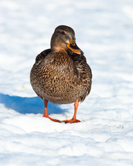 Mallard, Anas platyrhynchos