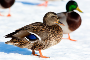 Mallard, Anas platyrhynchos