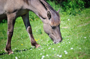 grasendes Wildpferd