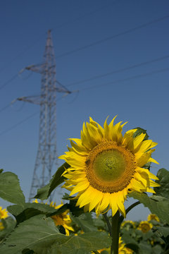 Sunflower And High Tension Power Tower