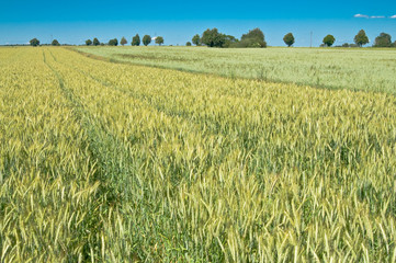 Green wheat field