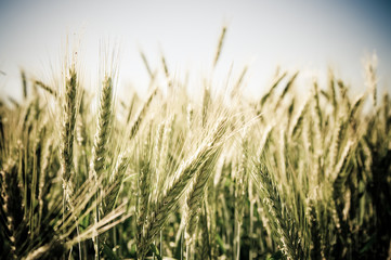 Green wheat field