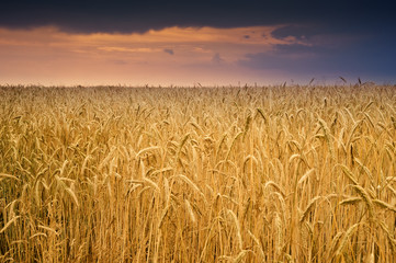 Roggen im Abendlicht