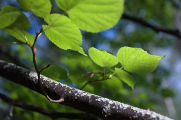 Obraz premium Foliage