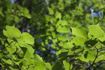 Fototapeta na wymiar Foliage