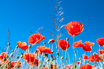poppy field
