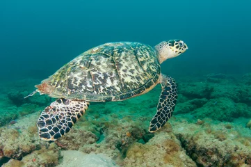 Zelfklevend Fotobehang Schildpad Hawksbill Sea Turtle-Eretmochelys imbriocota op een rif.