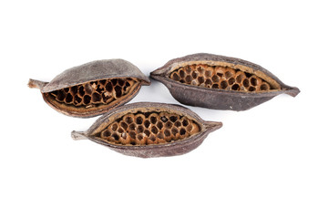 seed pod