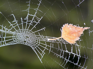 Frosted Spider Web