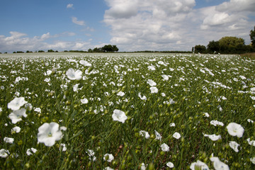 A field of white flowers - 24475499