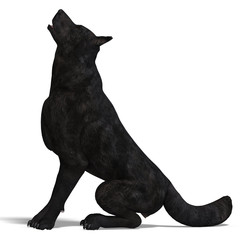 Black Wolf. 3D rendering with clipping path and shadow over whit