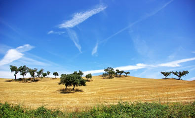 Trees in alentejo field. © inacio pires