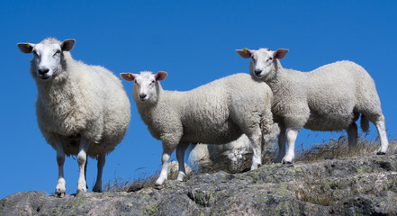 Fototapeta premium Sheeps on the rock