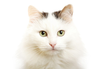 Cat--turkish van breed