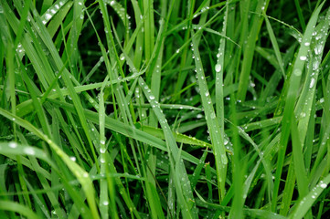 Fototapeta na wymiar morning dew at grass