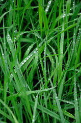 Fototapeta na wymiar morning dew at grass