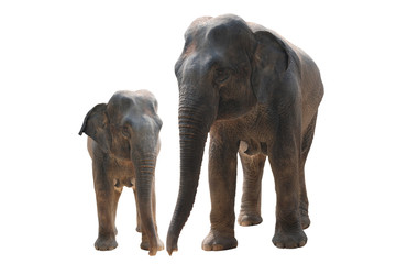 two wild elephant