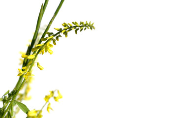 flower with white background