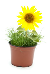 Obraz premium sunflower