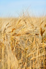 Naklejka premium Wheet