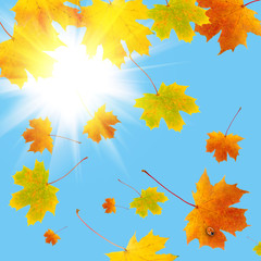 Maple leaves and  ladybird