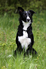 Border-Collie-Mischling