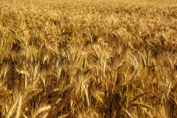 ears of the cereal crop made out
