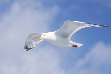 goéland marin sept iles