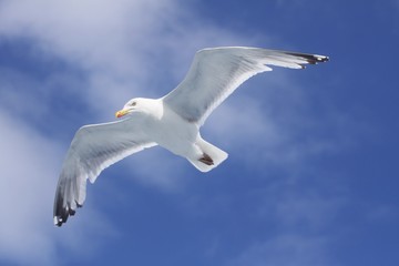 goéland marin sept iles
