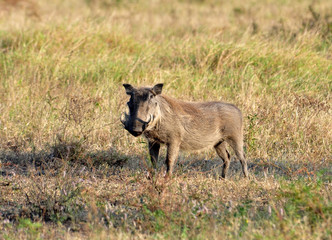 African Wildlife: Warthog