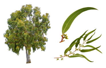 L'eucalyptus