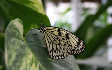 Schmetterling
