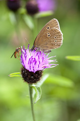 ringlet butterfly