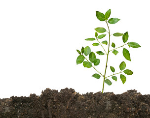 Tree seedling growing from soil