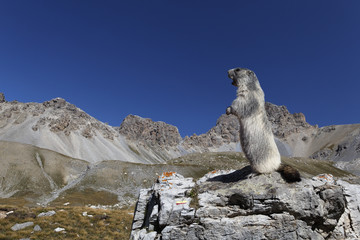 Marmotte au aguet