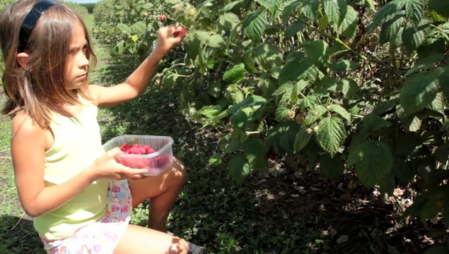 cueillette de framboises dans les champs