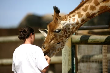 Papier Peint photo Girafe soigneuse de girafes