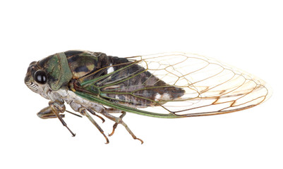 Cicada, Tibicen linnei