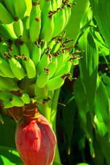 bananas