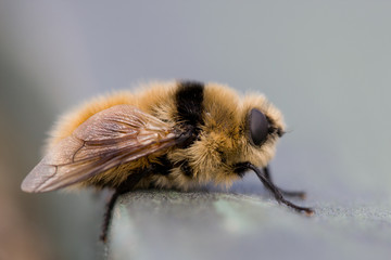 Narzissenschwebfliege