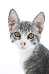 primo piano di gattino