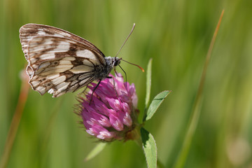 Schachbrettfalter