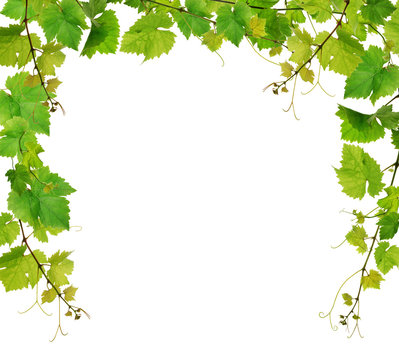 Fresh grapevine border on white background