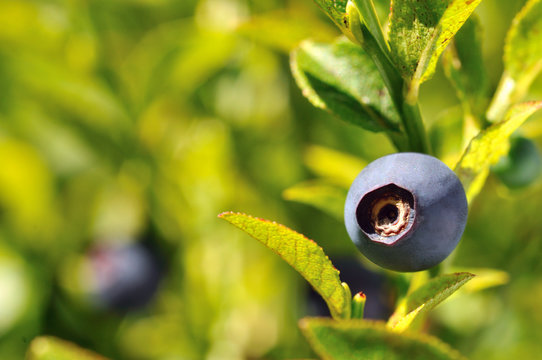 Une myrtille