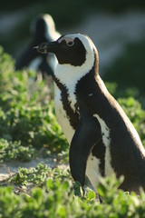 Obraz premium South Africa