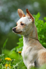 portrait of a Chihuahua