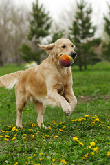dog Golden Retriever plays with a ball